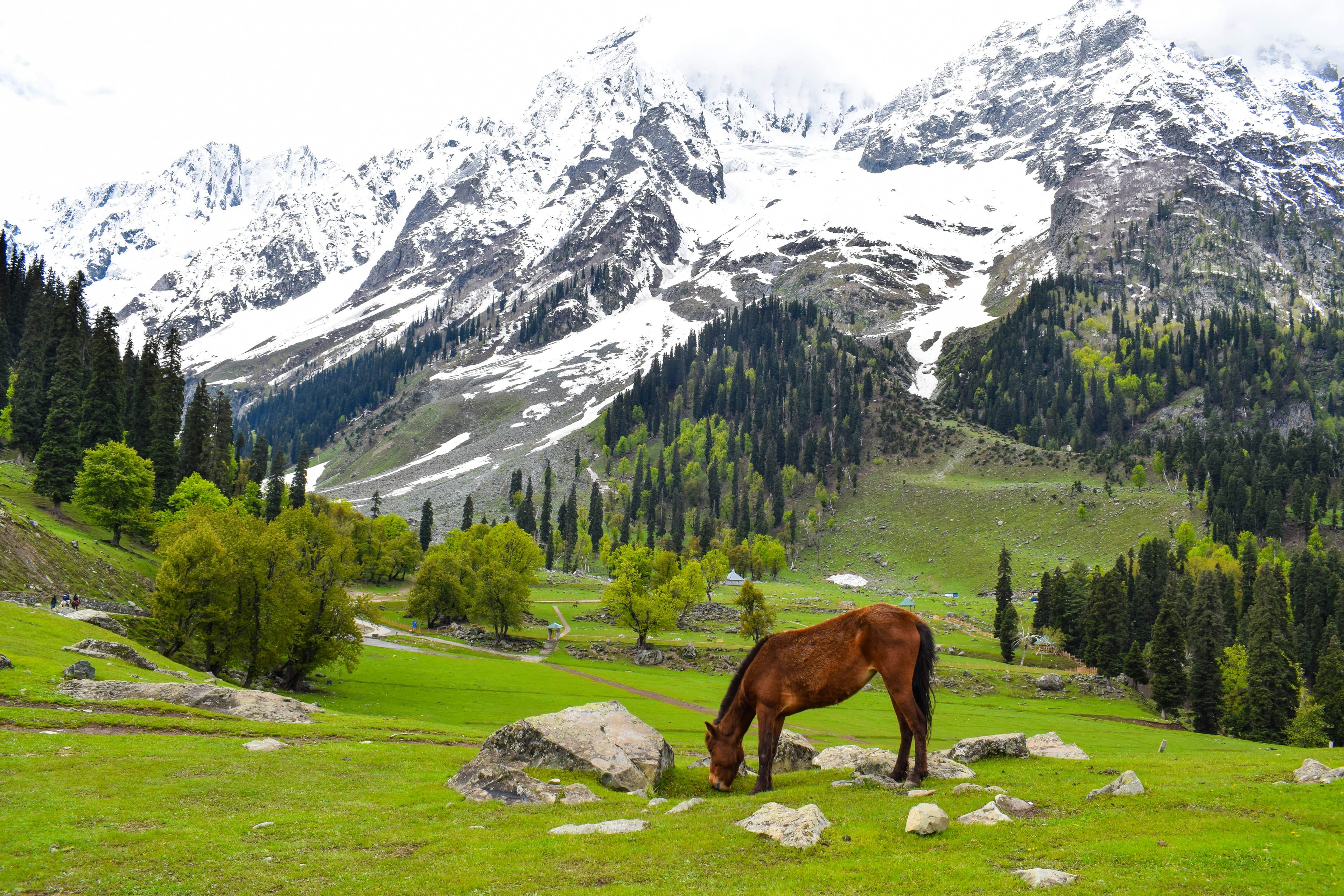 Kashmir Tour Packages | Transport, Hotels & Custom Travel Plans